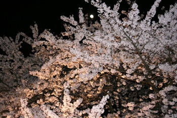 桜５.JPG